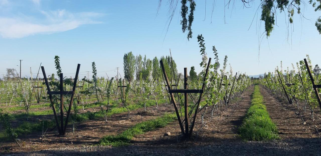 El Carmen De Los Guindos, Las Choicas, Curico ξενώνας Εξωτερικό φωτογραφία